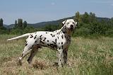 DALMATIEN 366